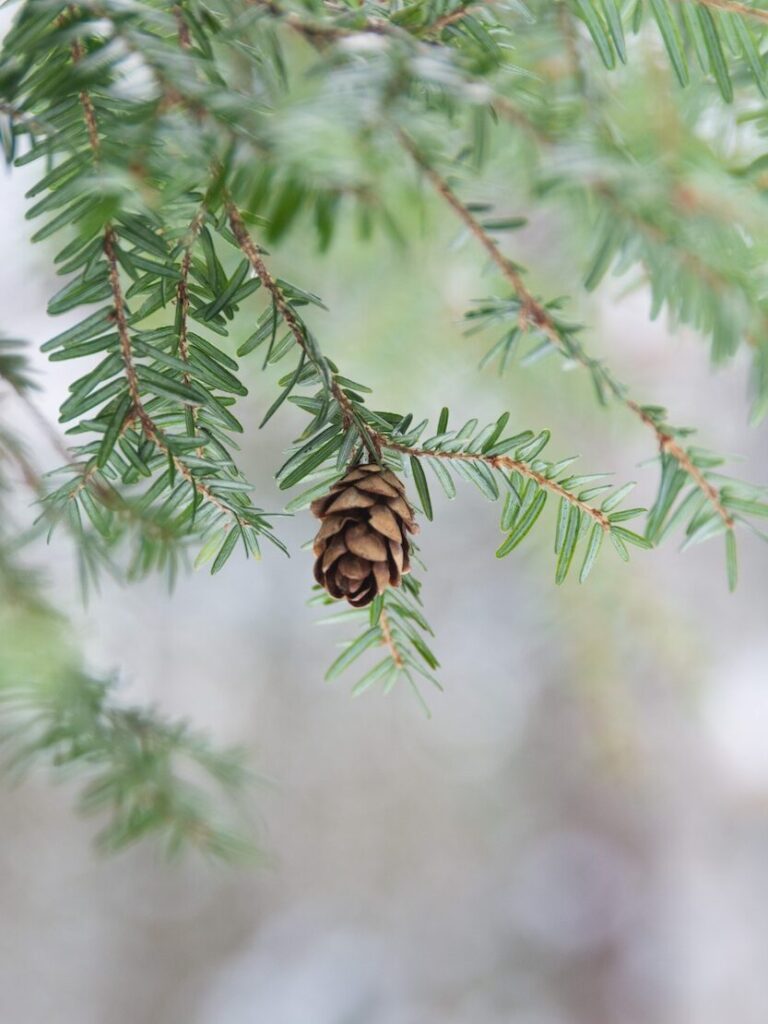 Hemlock tree cone and needles