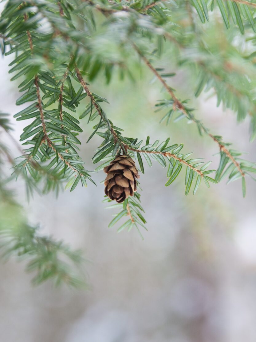 Hemlock trees have short needles in flat sprays. Their cones are small and brown.