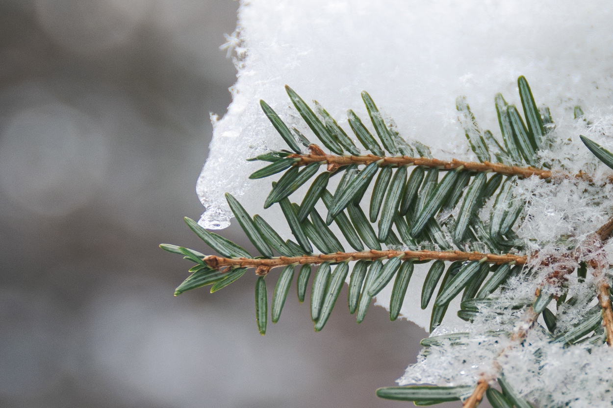 Stomatal bloom on the underside of hemlock needles