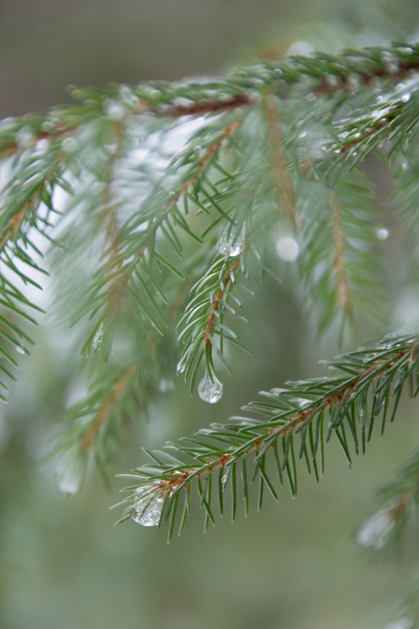 Red spruce and black spruce look very similar. Red spruce grows in old growth forests and rich moist sites. Black spruce is often found growing in peat bogs.