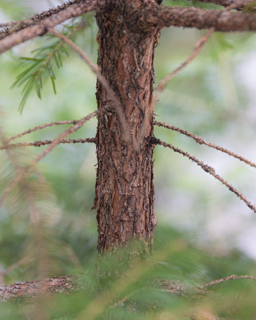 Red spruce bark is reddish brown with fine scales when young.