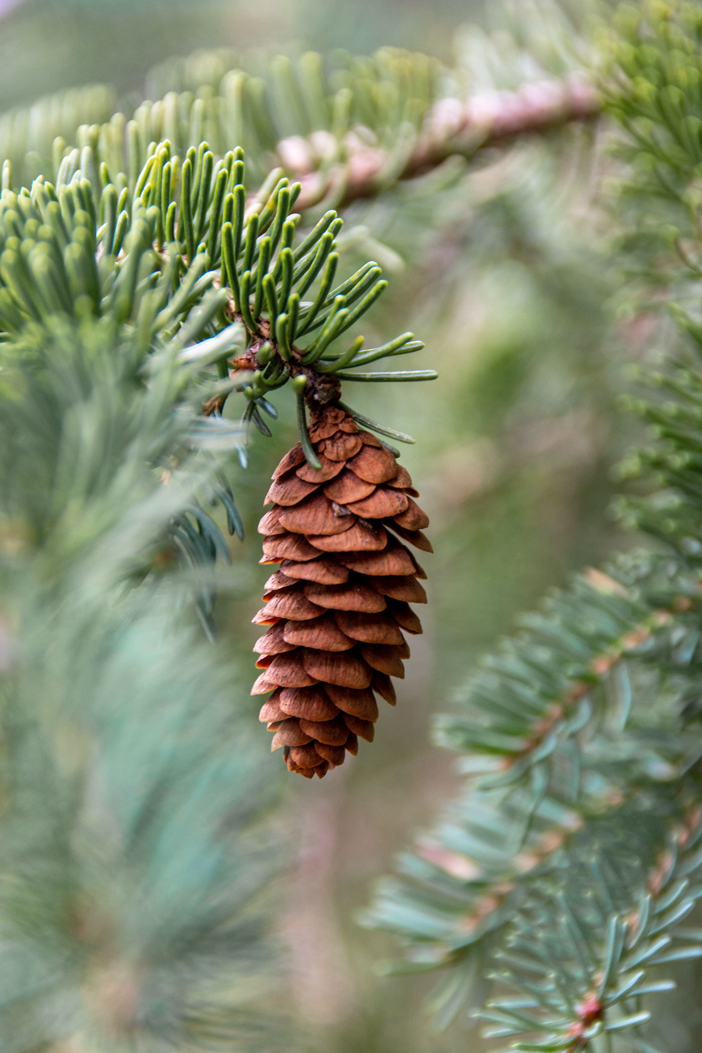 White spruce cone