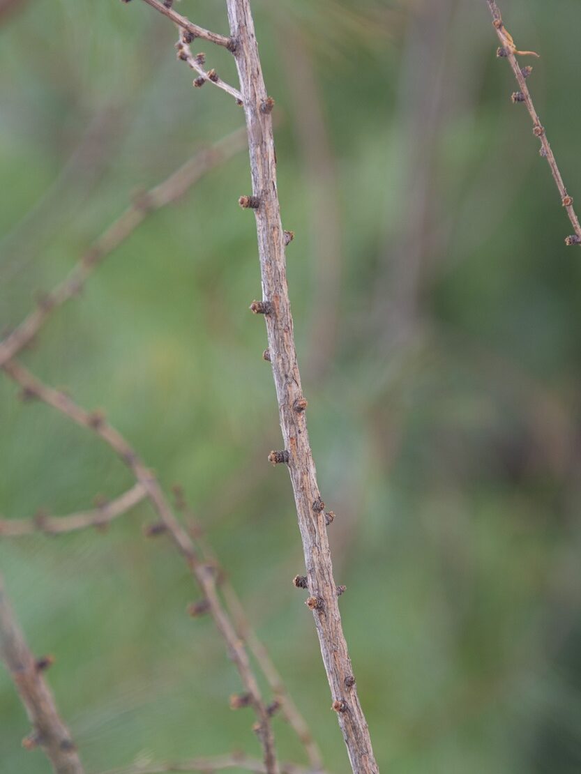 Tamarack trees are the only conifers in the Wabanaki/Acadian forest to lose their needles in preparation for winter.