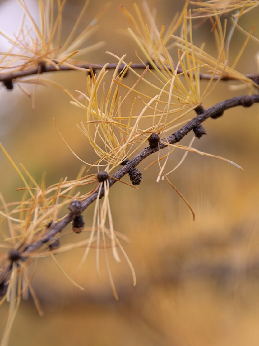 Tamarack trees turn a beautiful golden-yellow in autumn.