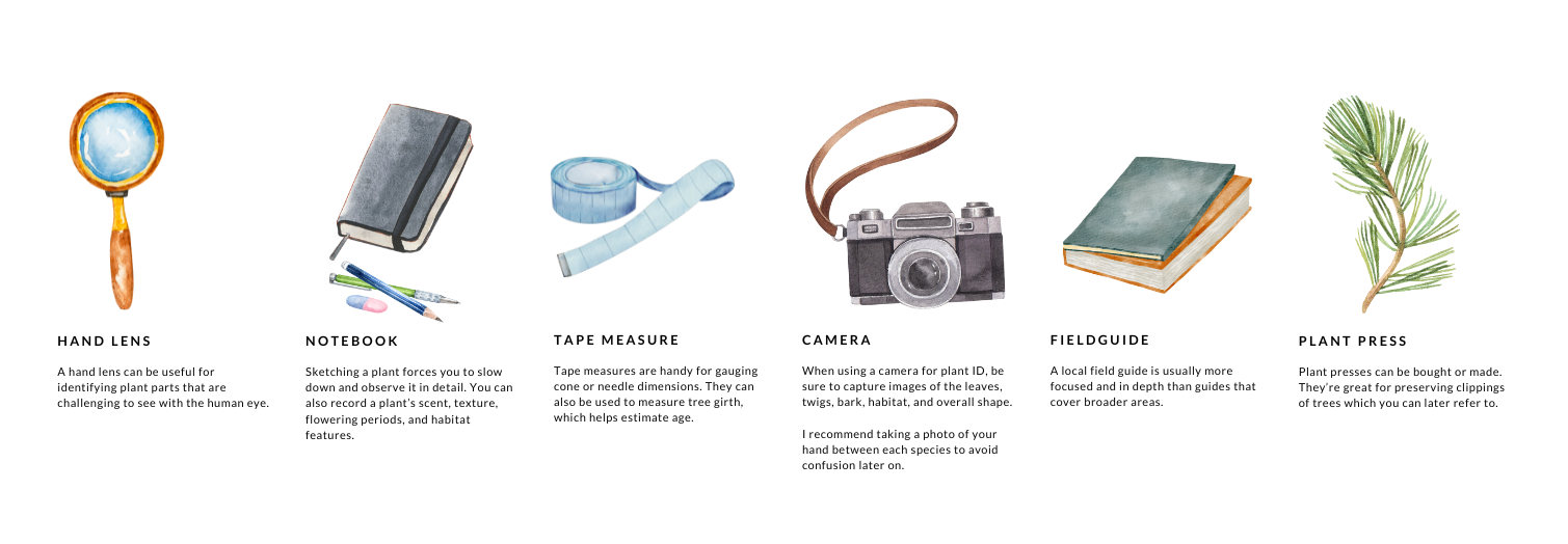 Tree identification tools: hand lens, notebook, tape measure, camera, field guide, and plant press.