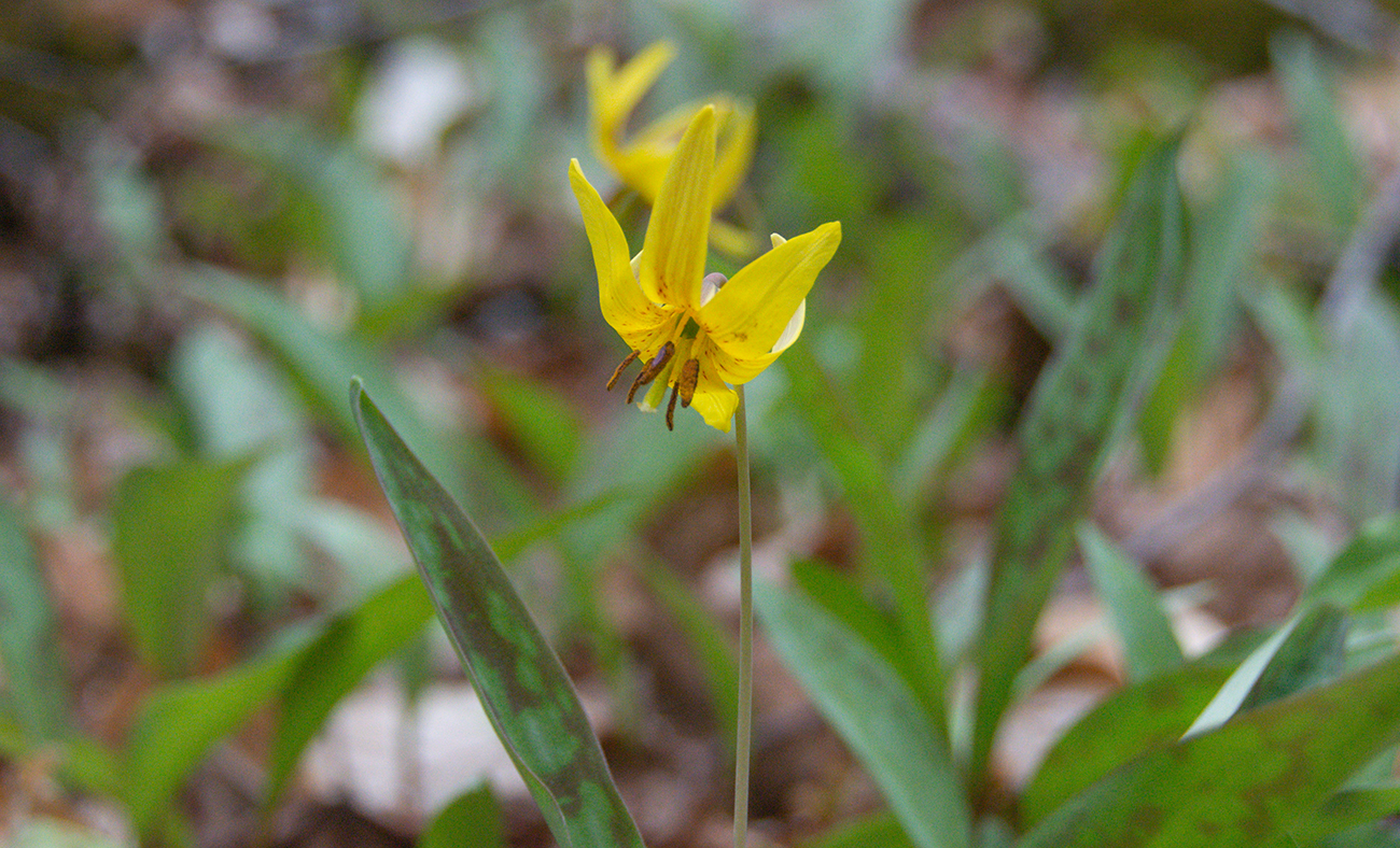 Trout lily flower found in the Wabanaki/Acadian forest