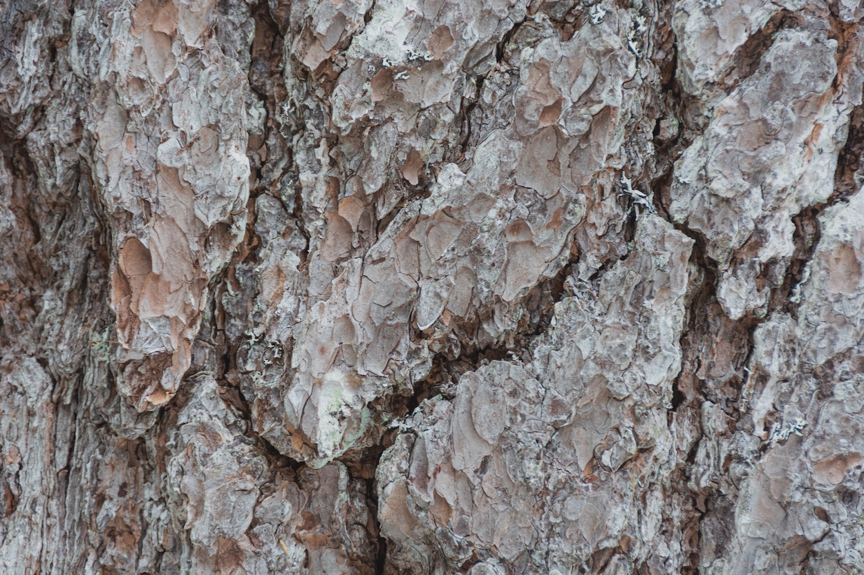 Mature white pine bark with deep furrows.