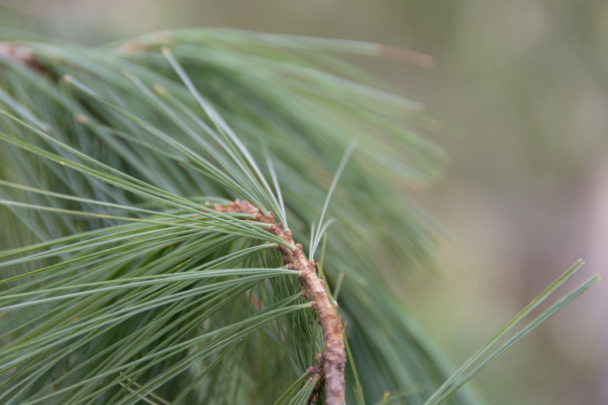 White pines have long blueish-green needles in bundles of five.