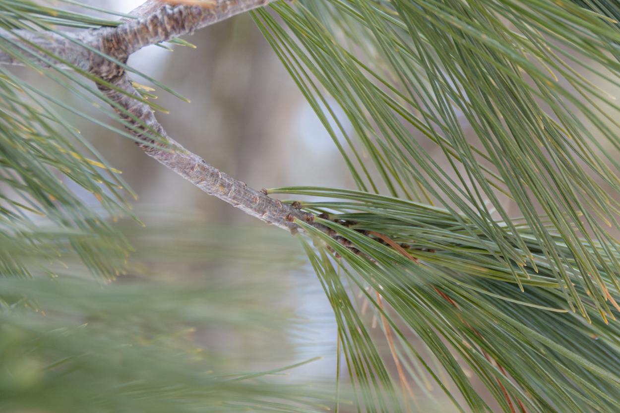 Identifying conifers tip: White pines have their needles in clusters, while spruces, hemlocks, and balsam fir have needles connected individually to a stem.