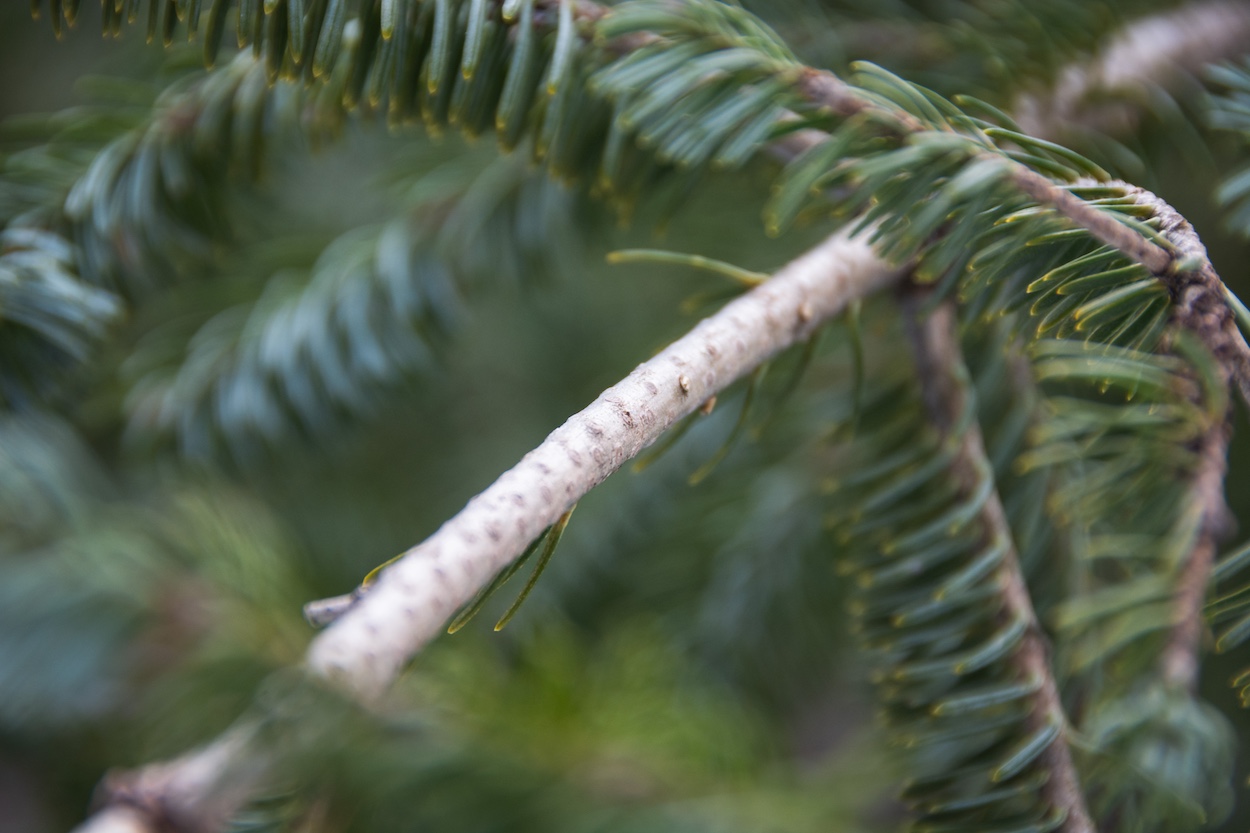 White spruce twigs are hairless unlike red and black spruces.