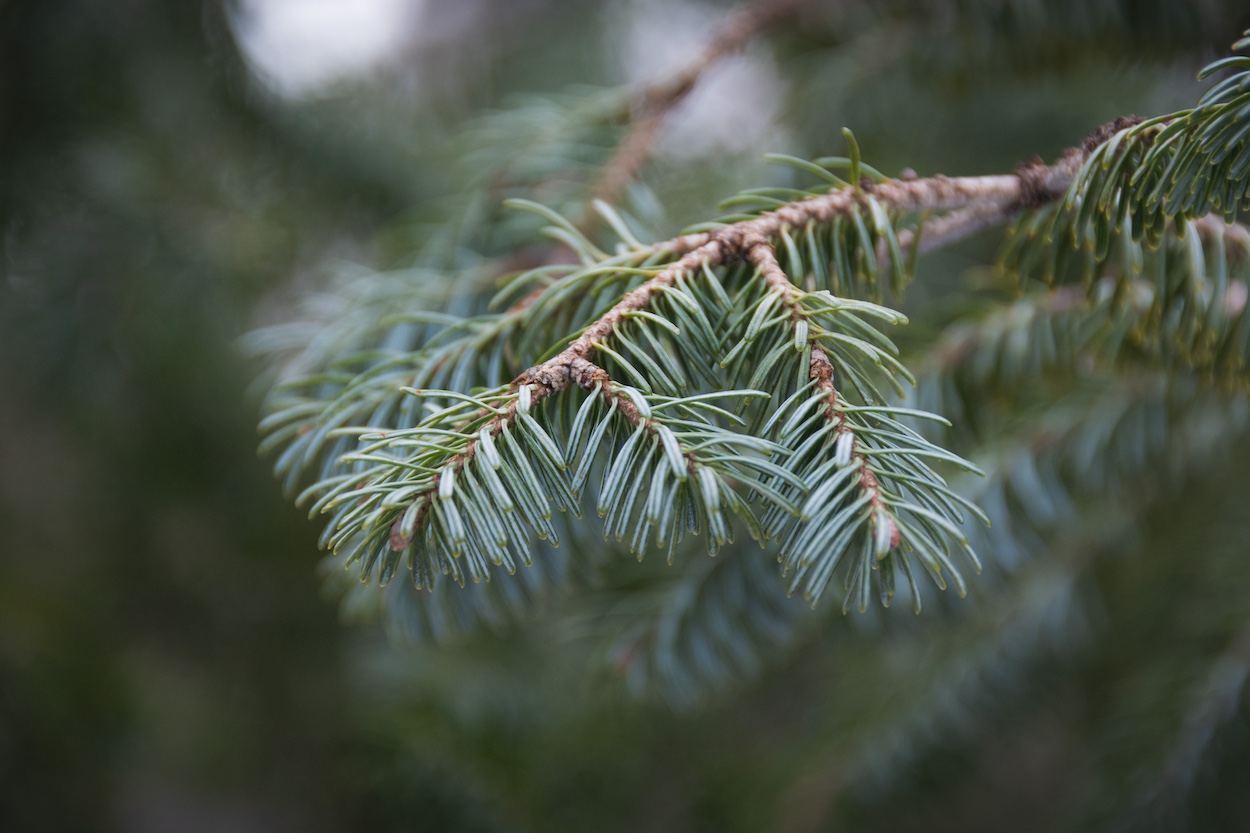 White spruce needles are blueish-green and less than an inch long.