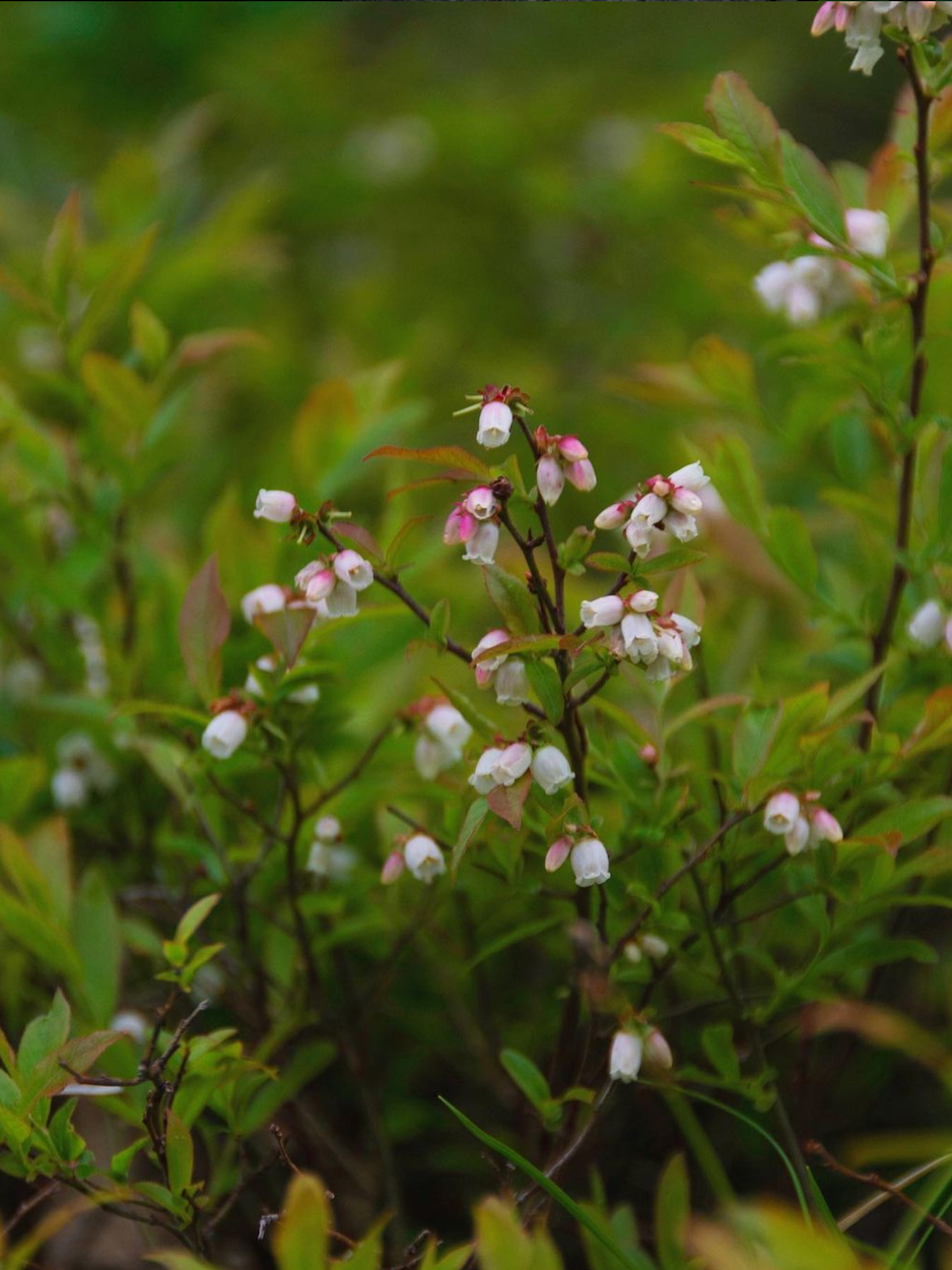 Lowbush blueberry is a common plant in the Wabanaki-Acadian forest.