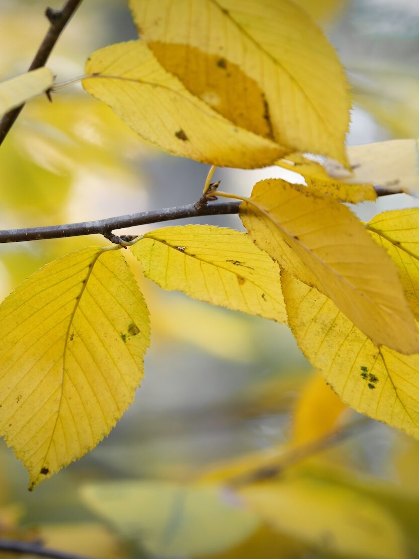 Yellow fall colours in the Wabanaki-Acadian forest.