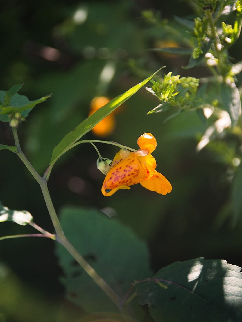 Jewelweed in the Wabanaki-Acadian forest. The plant was used to help relief itching from poison ivy.