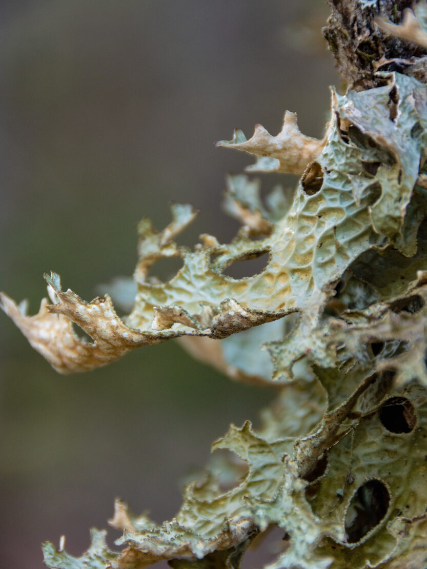 Tree lungwort