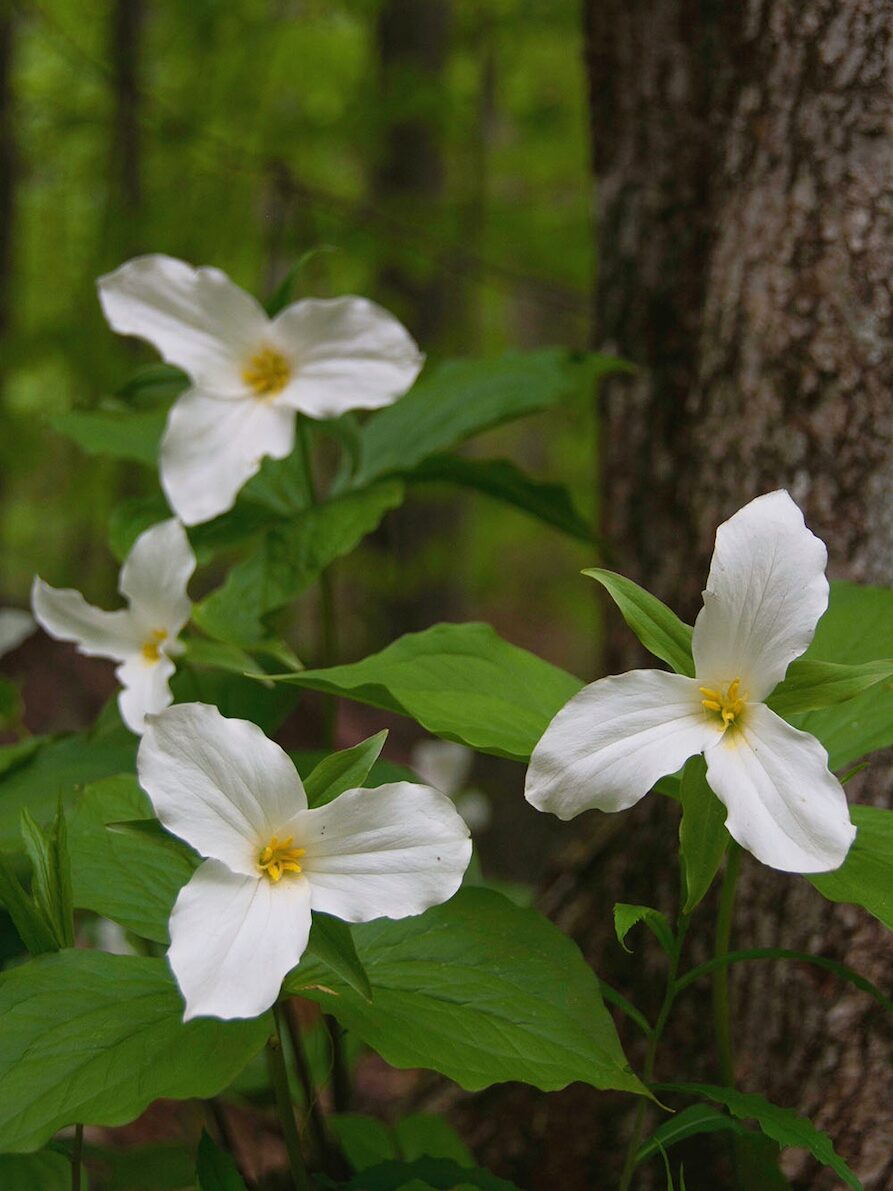 White trillium