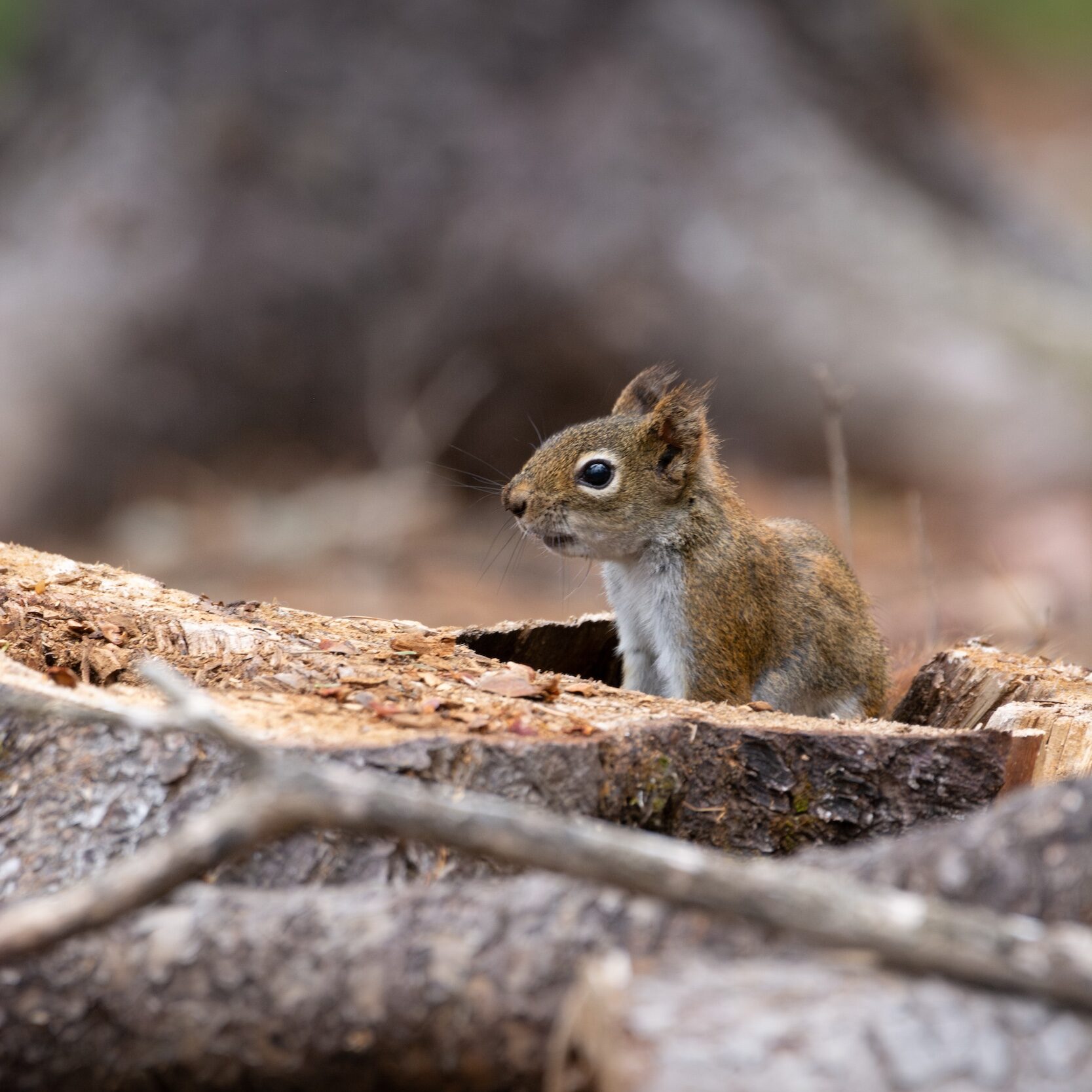 American red squirrel at Oromocto Gateway Wetland