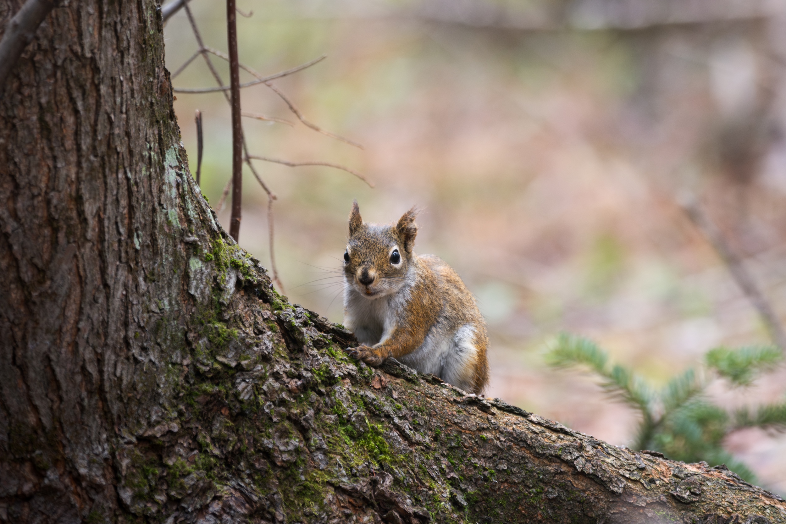 American red squirrels are common sight and sound