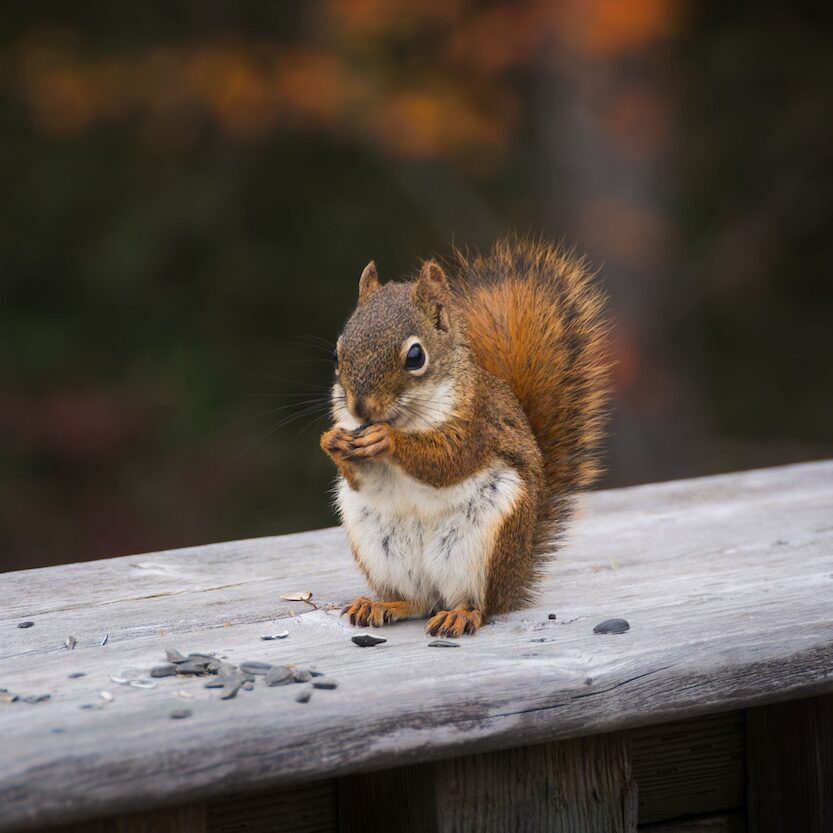 American red squirrel finds some sunflower seeds to eat on the boardwalk at Oromocto Gateway Wetland