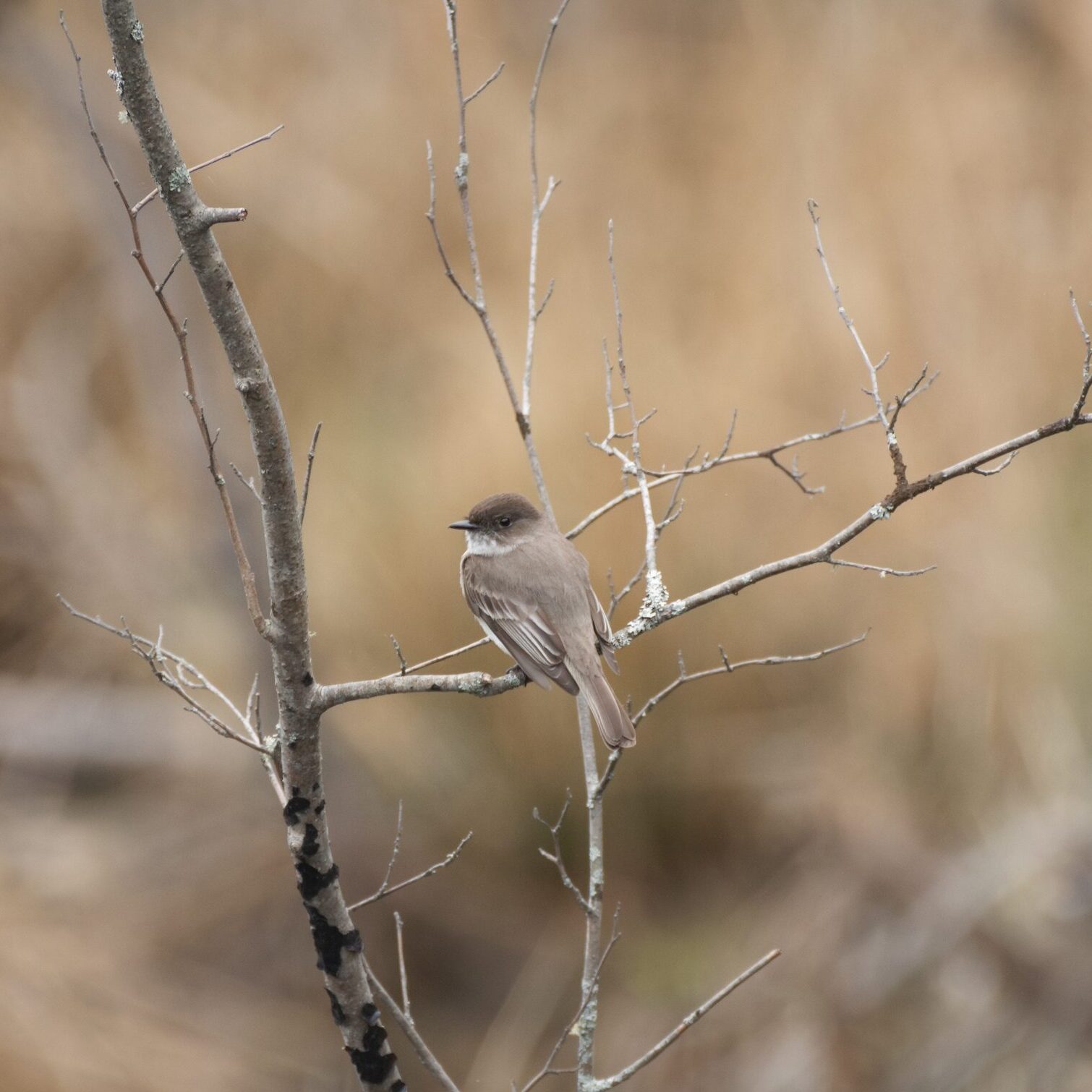 Eastern Phoebe perched on a branch overlooking the wetland.