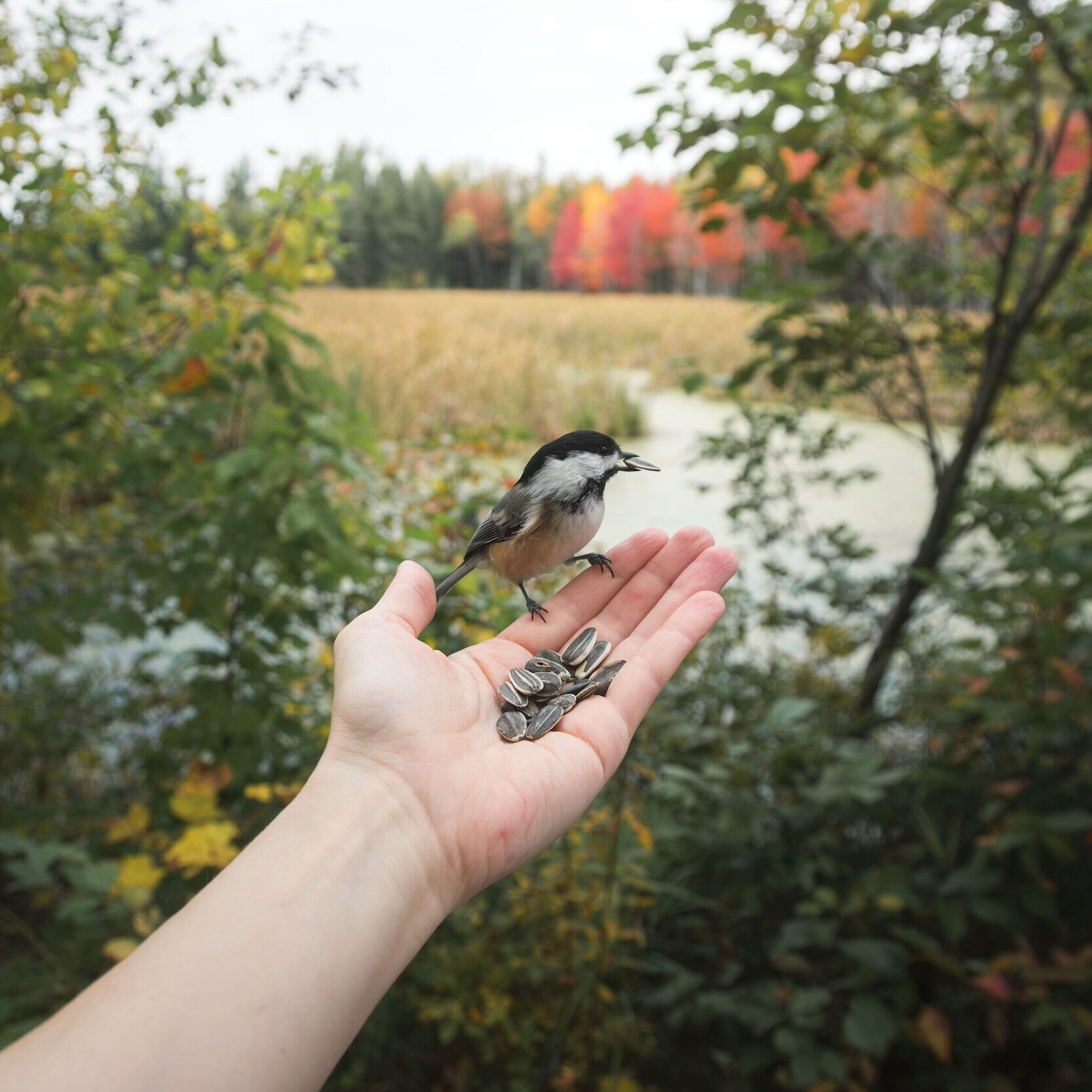 Chickadee eats from a woman's hand at a wetland in Oromocto