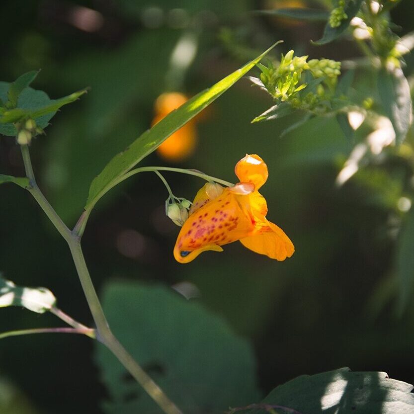 Jewelweed blooms in summer months