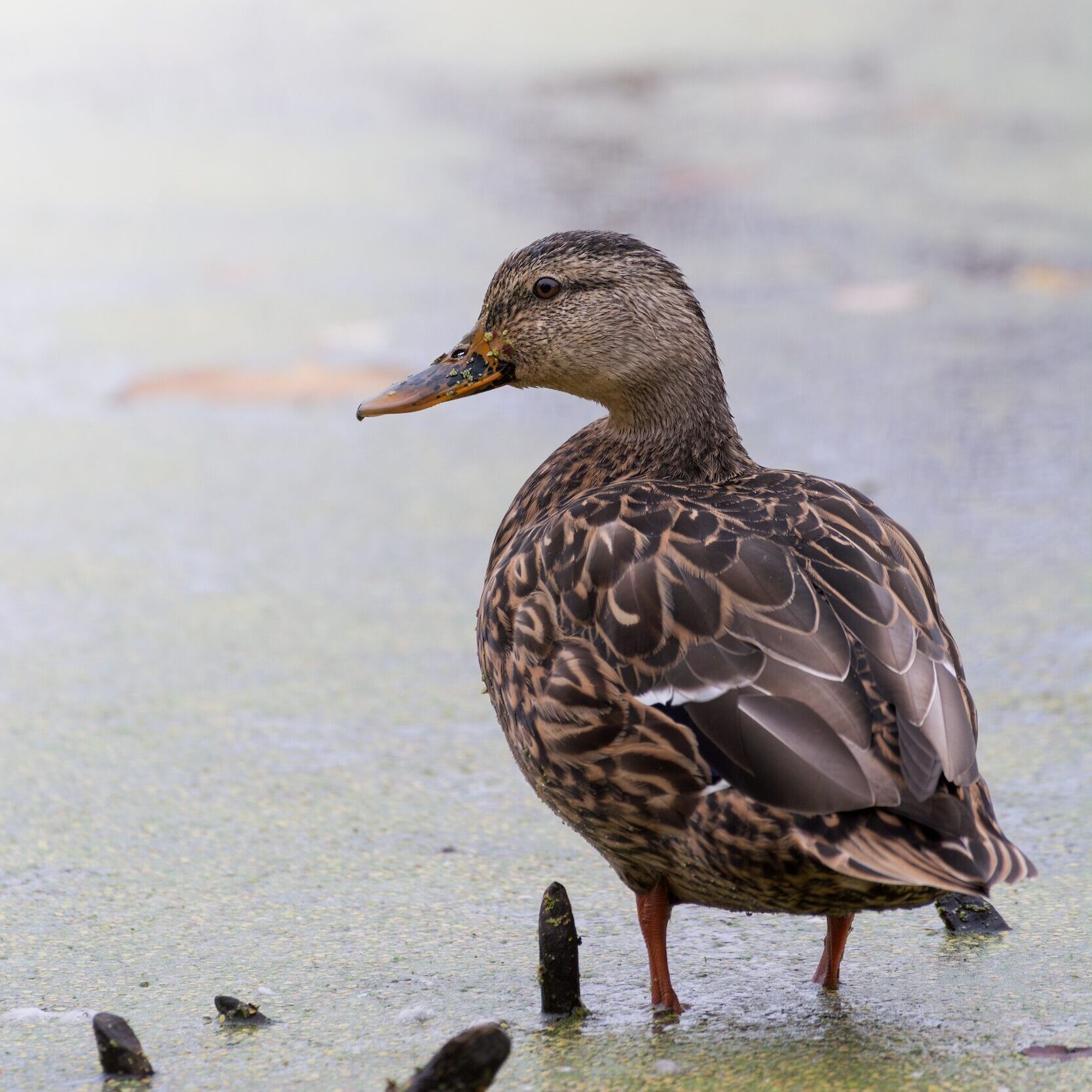 Female mallard duck