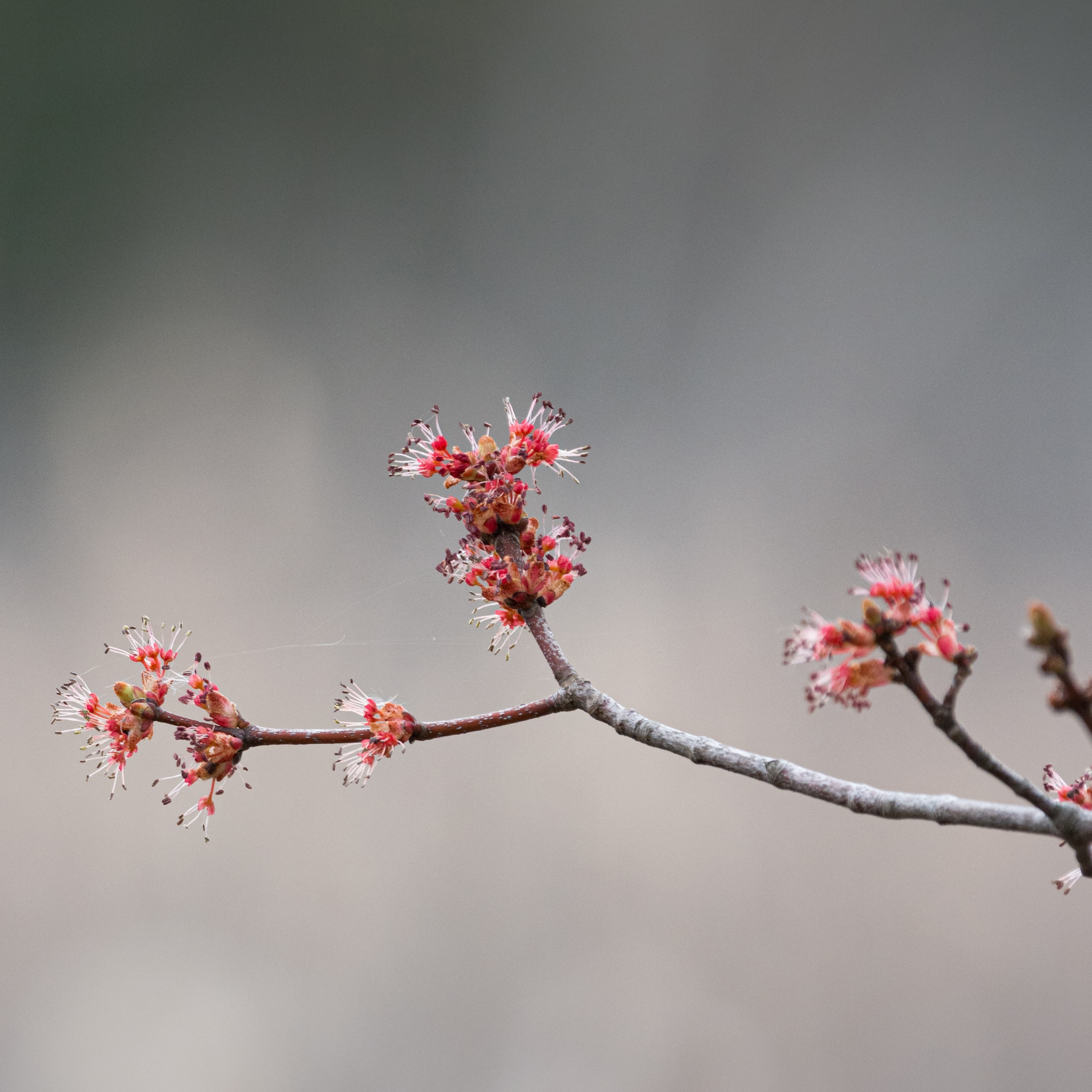 Maple tree in flower at Oromocto Gateway Wetland