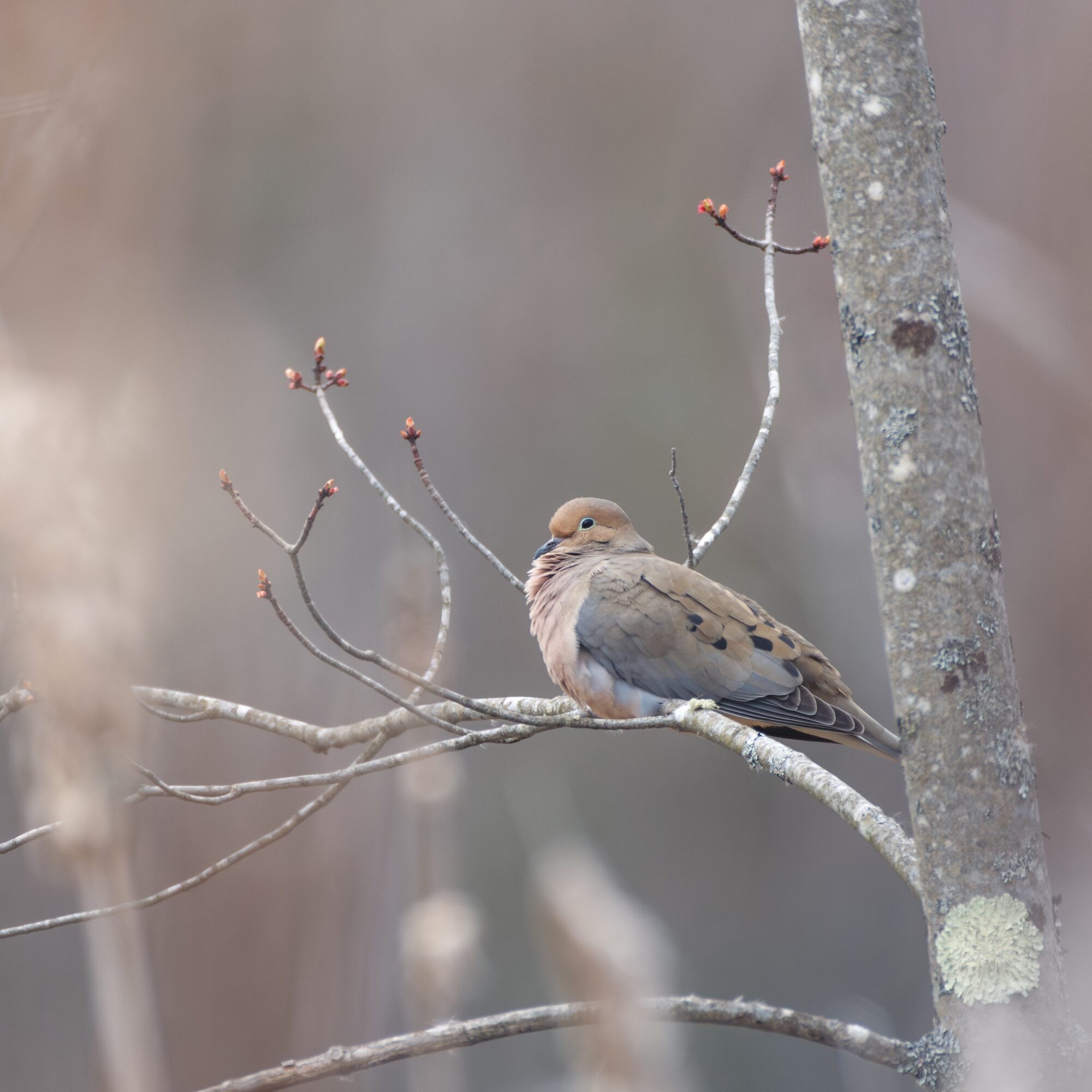 Mourning dove 