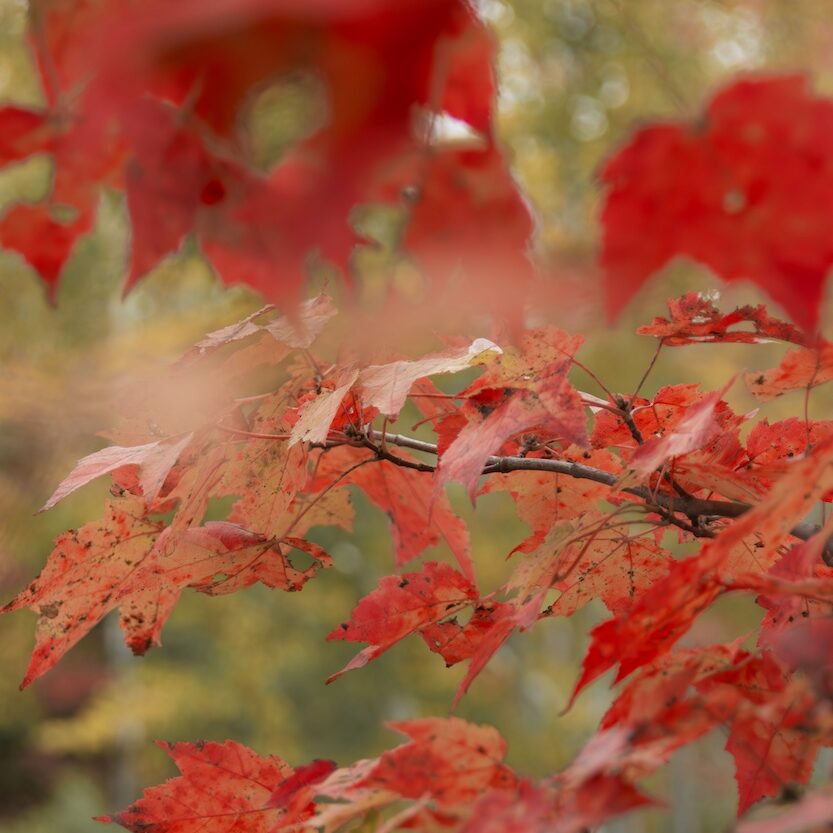 Red maple in its fall colours