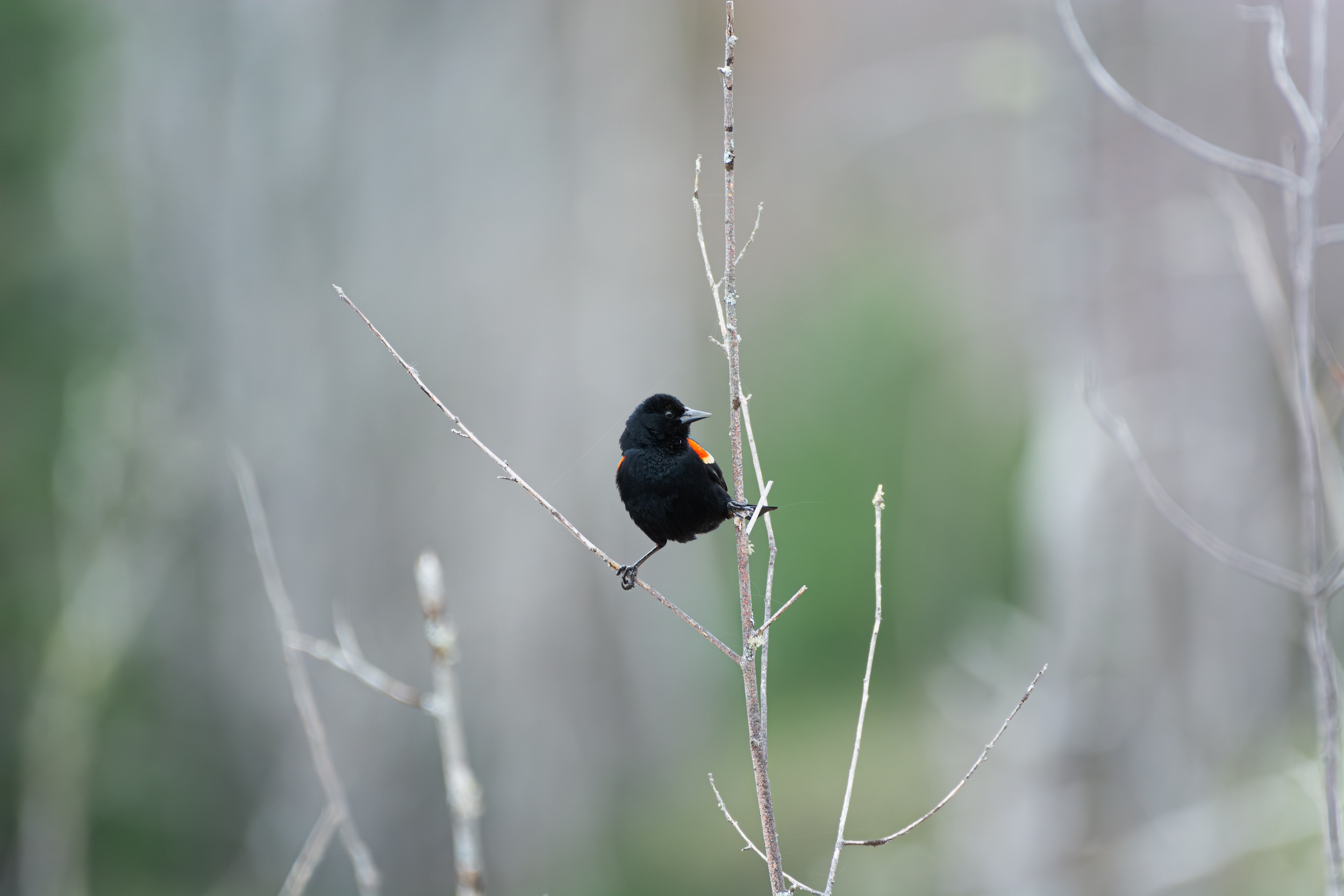 Red-winged blakbird at Oromocto Gateway Wetland