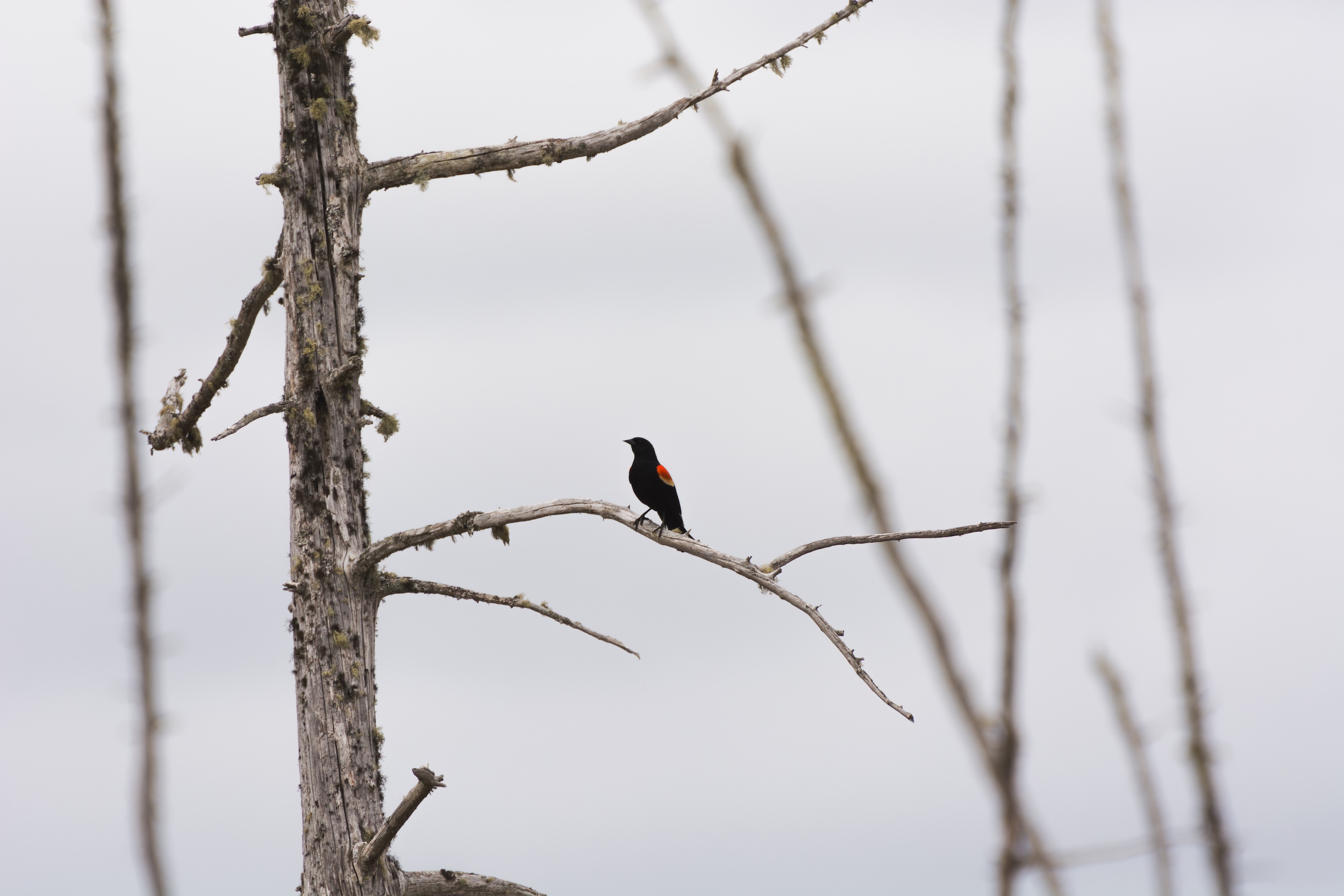 Red-winged blakbird at Oromocto Gateway Wetland