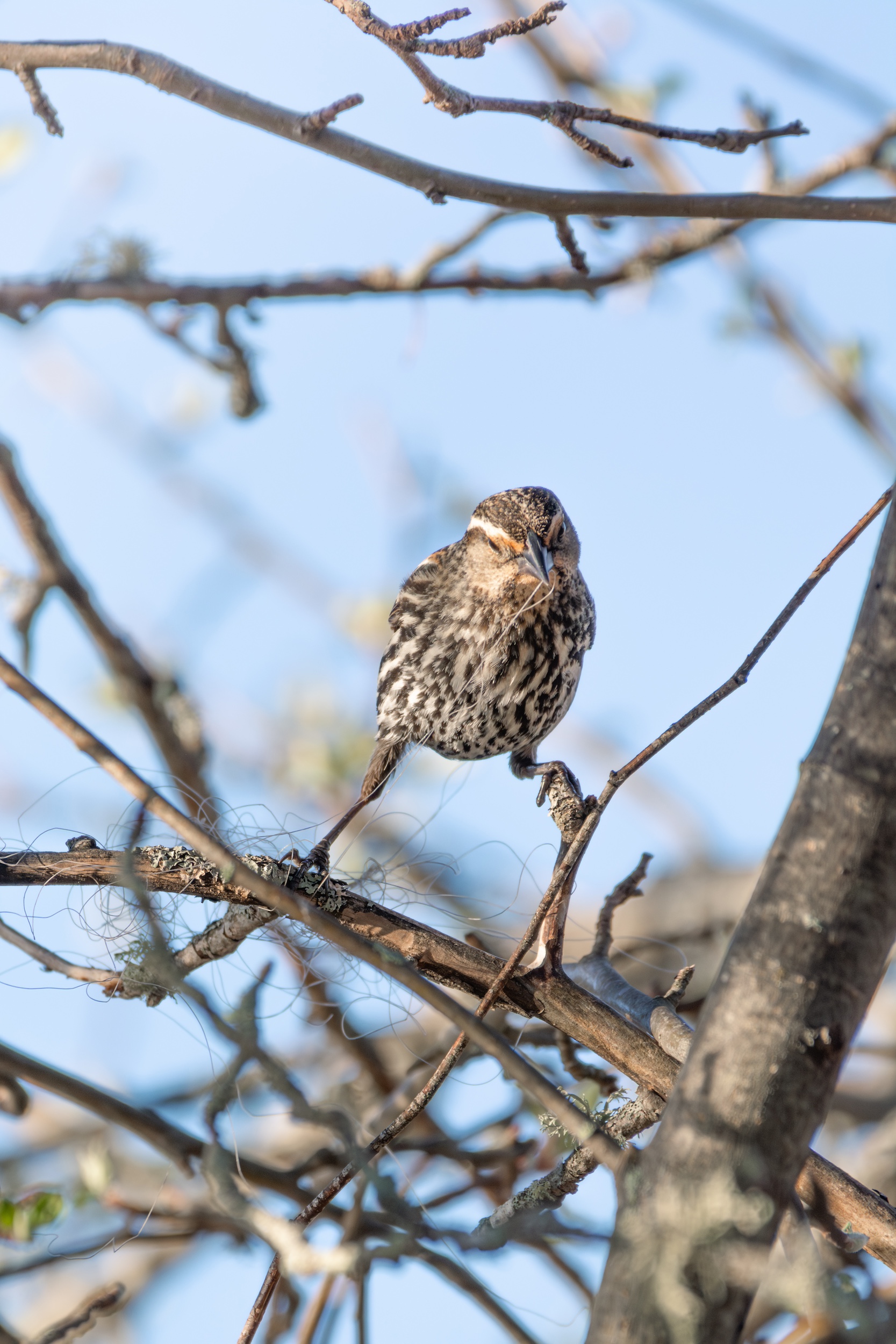 Anglers can help protect birds by properly discarding fishing lines. Female red-winged blackbird tries to disentangle fishing line to use as nesting material.