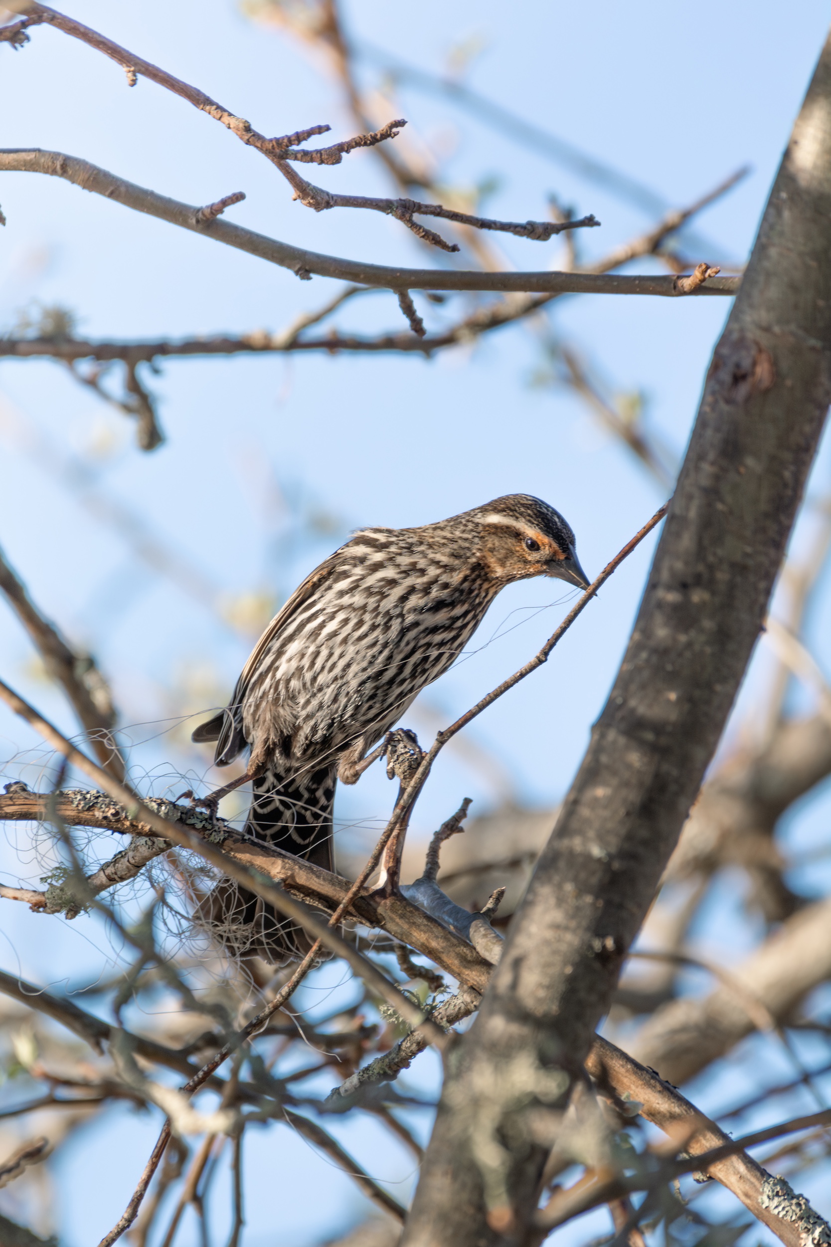 Female red-winged blackbird tries to disentangle fishing line to use as nesting material.