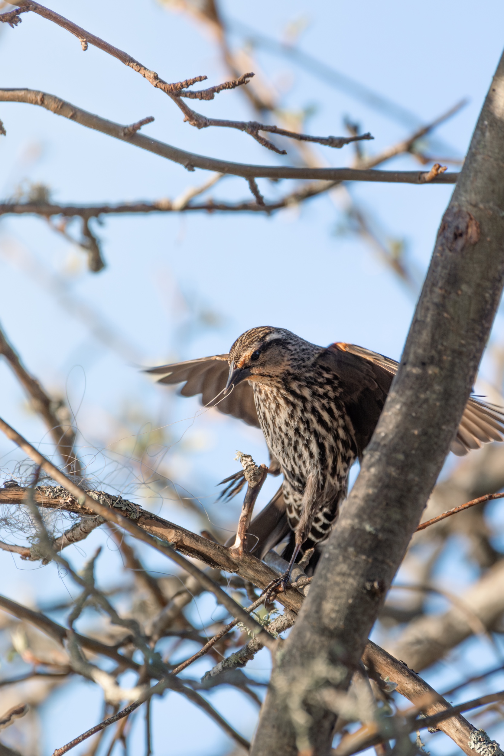 Female red-winged blackbird tries to disentangle fishing line to use as nesting material.