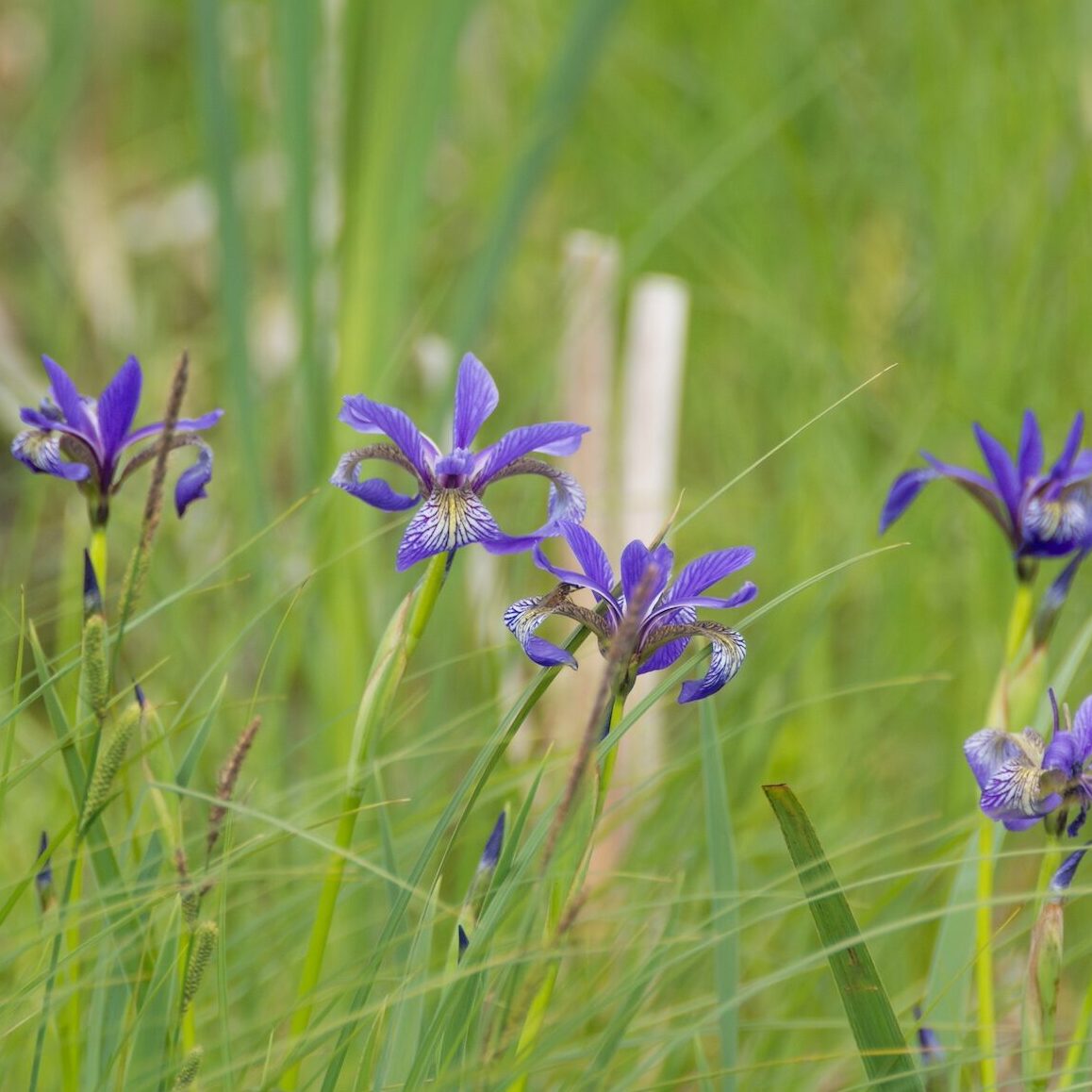 Blue flag iris (Iris versicolor)