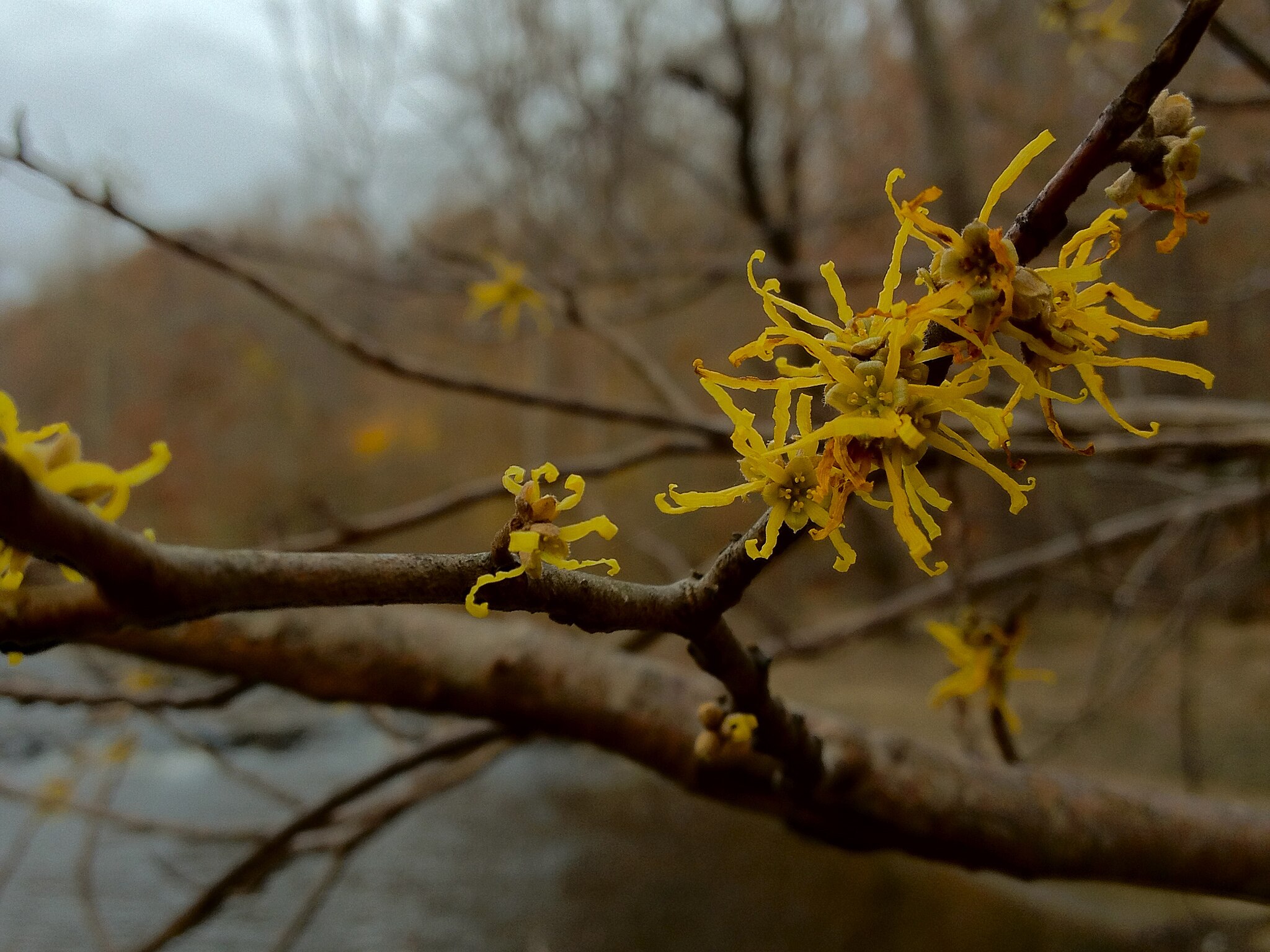 Witch hazel - a tree used for dowsing.