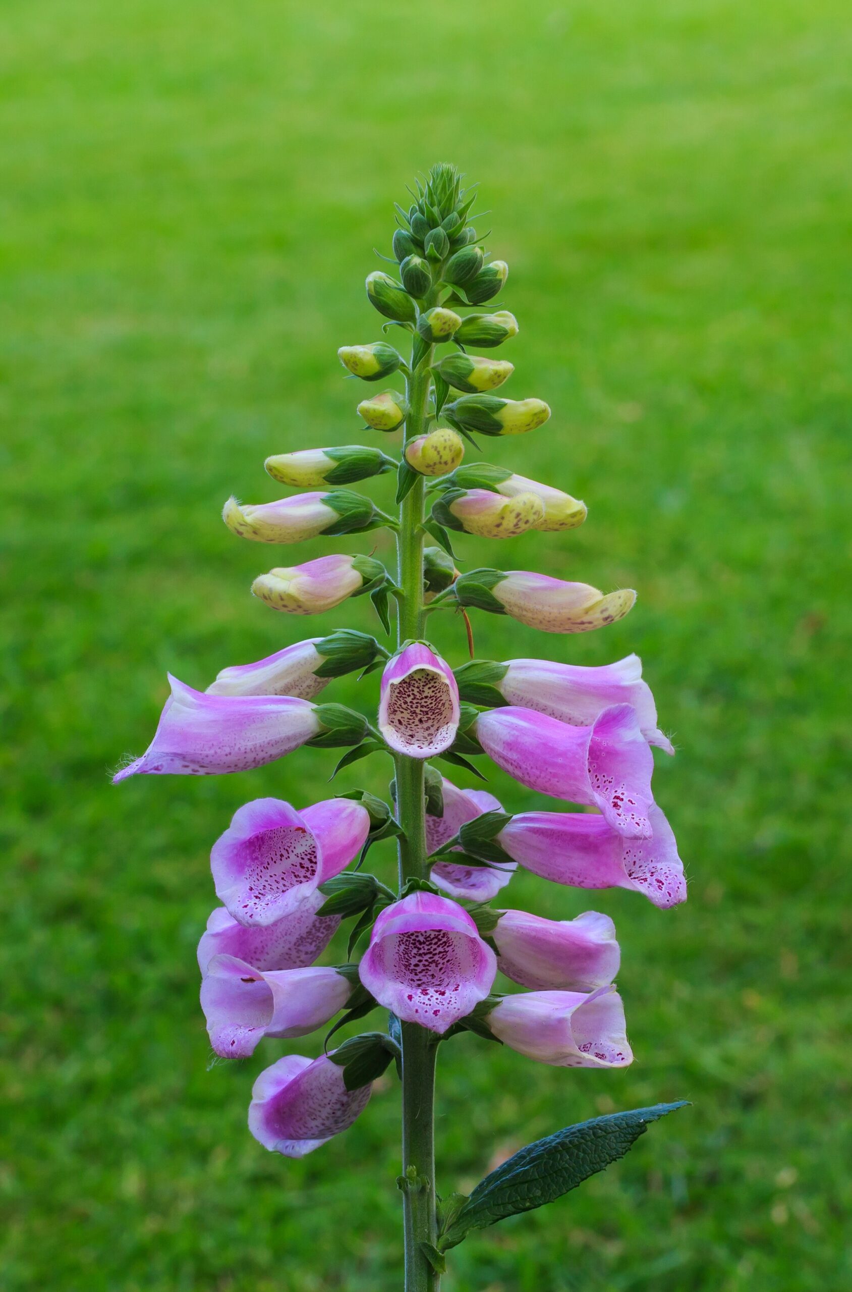 Foxgloves - a mystery novelists' favourite poison